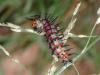 Acraea terpsicore